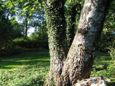 Zámecký park